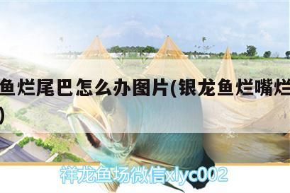 龍魚爛尾巴（嘴尾）咋辦？