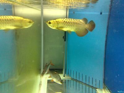 水族批發市場哪里更便宜？