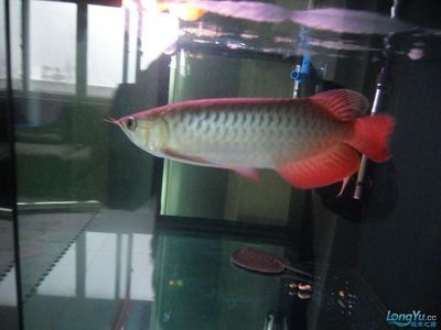 水族批發市場哪里更便宜？