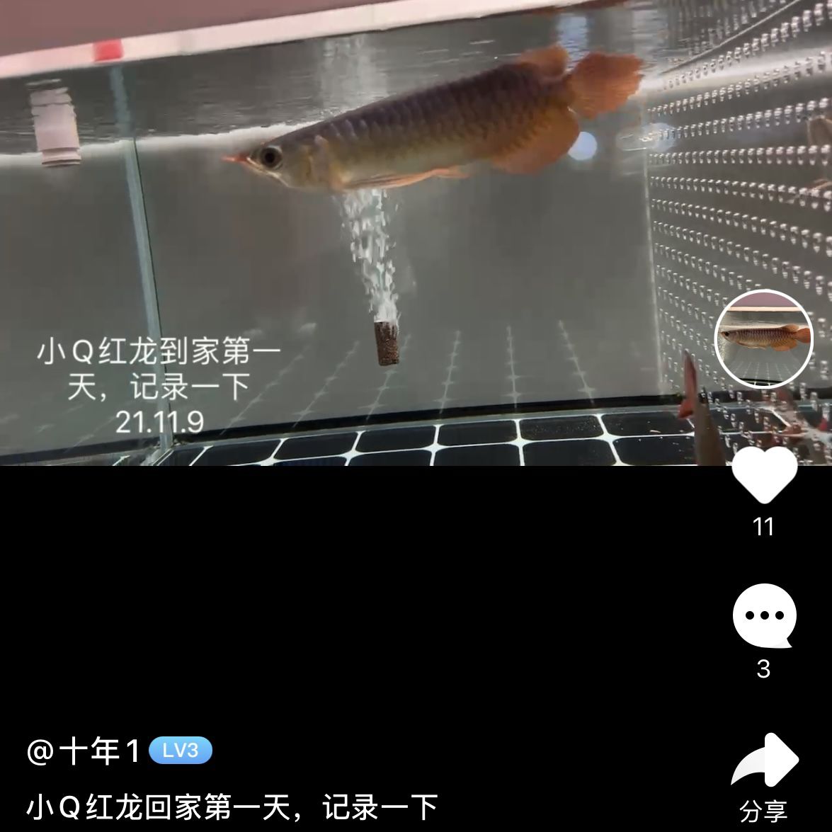 5 - 6年養魚經驗談，從新手到行家的點滴感悟與心得分享