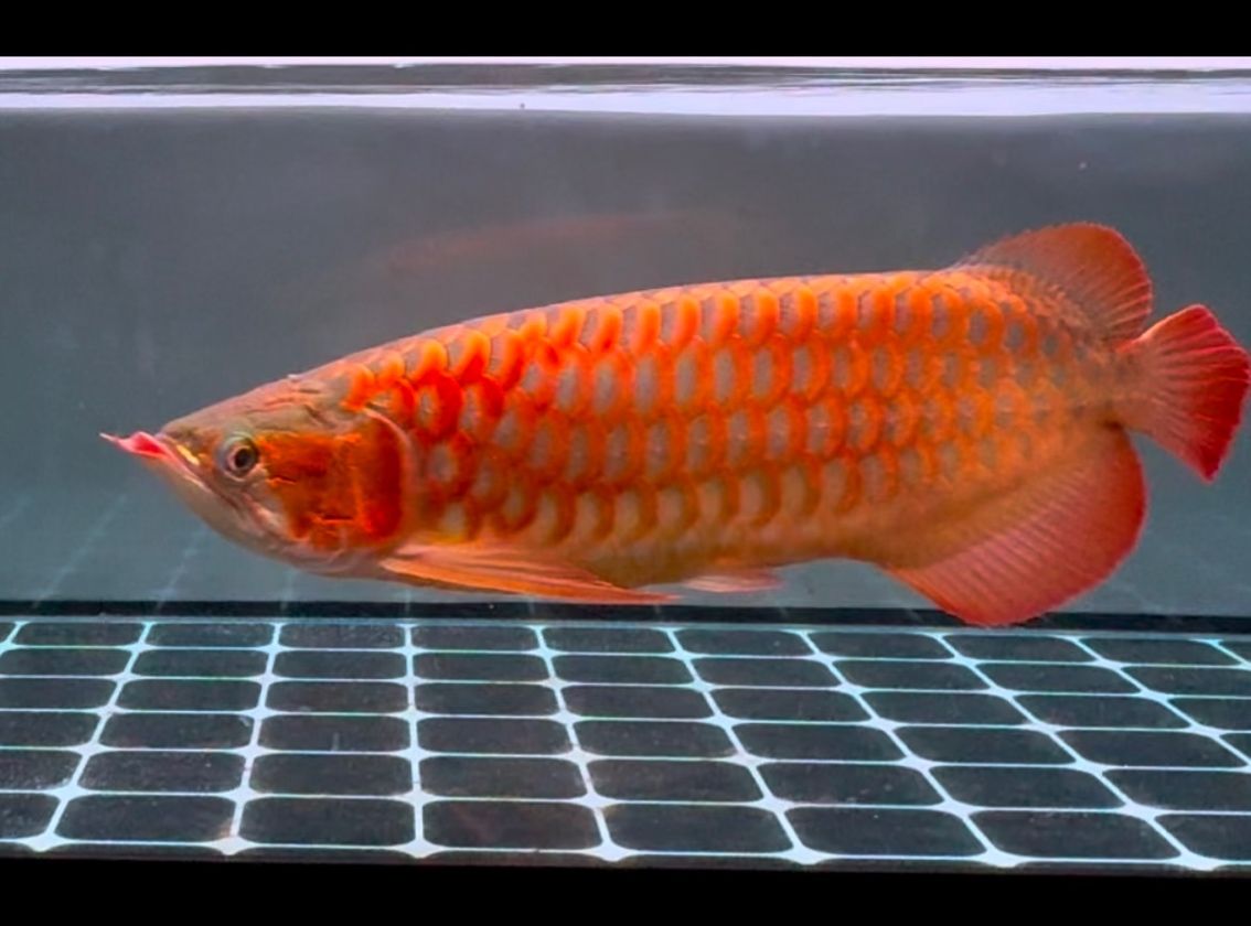 五載養魚路，這五六年養魚心得（1