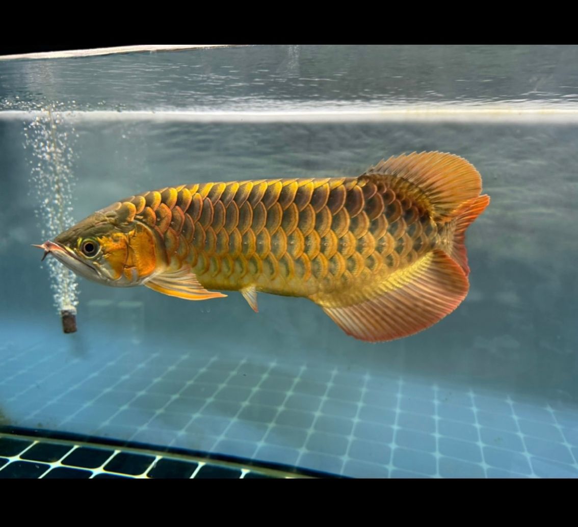 5 - 6年養魚心得淺淡，從新手到略有所成的養魚歷程