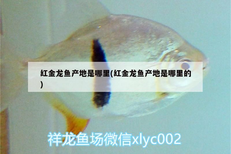 哪里有賣觀賞魚藥及小魚的店鋪？
