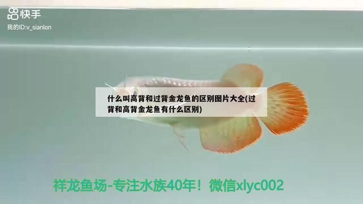 背金龍魚圖片全解析，品種特征、飼養要點及