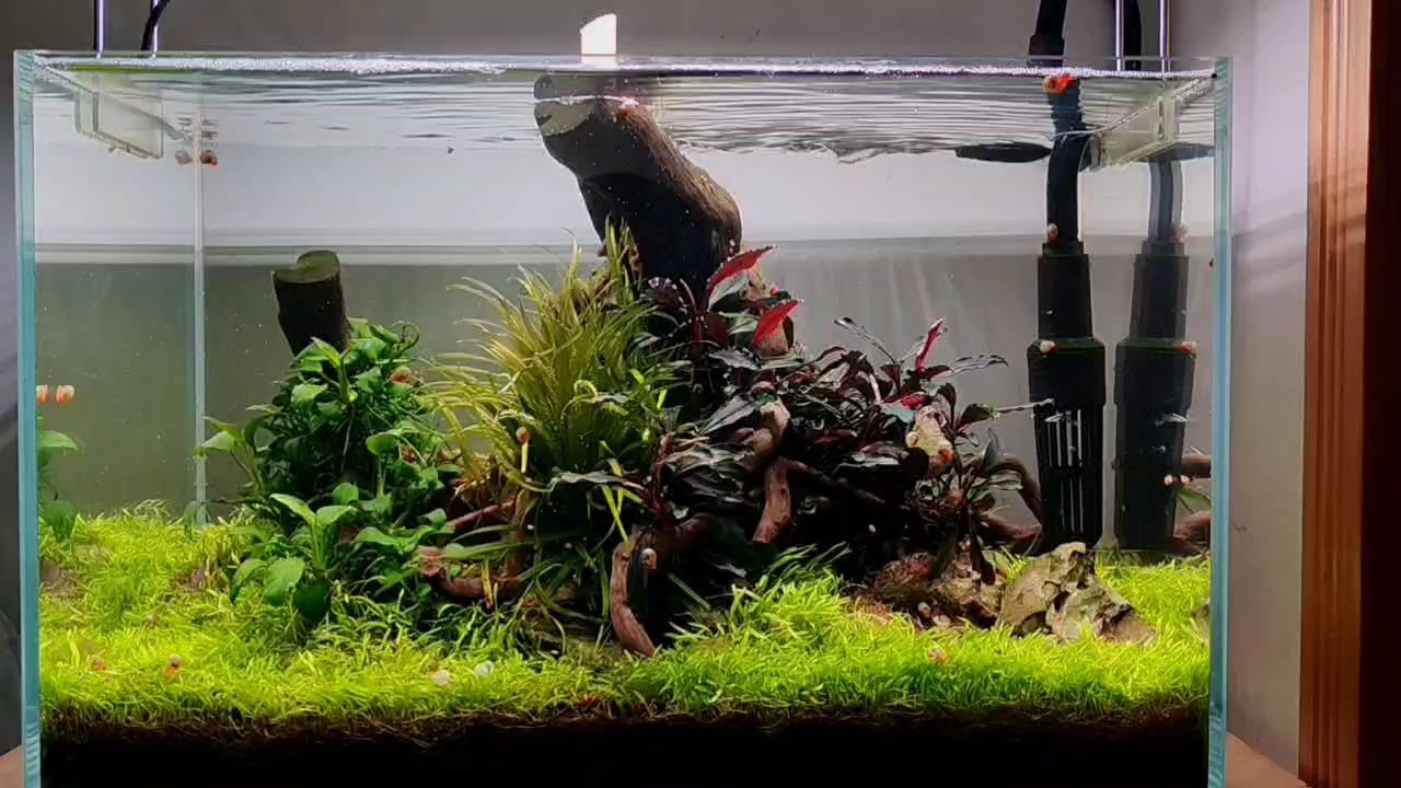 40草缸小景，方寸之間，演繹自然水下