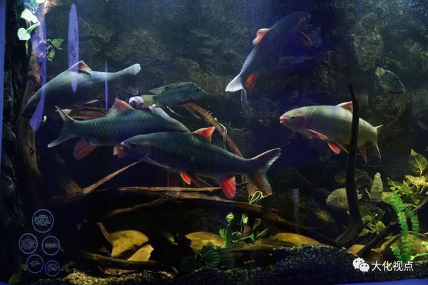 上海海洋水族館企劃崗位要求解析，學(xué)歷及其他條件