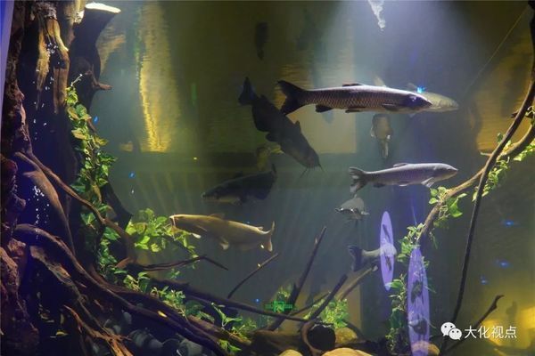 上海海洋水族館企劃崗位要求解析，學(xué)歷及其他條件