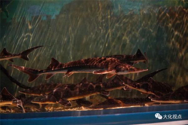 上海海洋水族館企劃崗位要求解析，學(xué)歷及其他條件