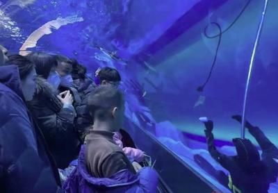 上海海洋水族館企劃崗位要求解析，學(xué)歷及其他條件