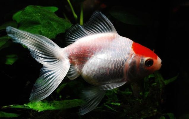 貓魚爛鰓病日常護理要點及