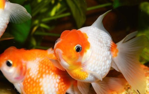 貓魚爛鰓病日常護理要點及