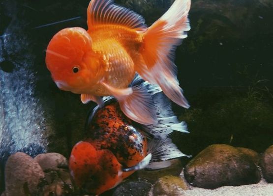 貓魚爛鰓病日常護(hù)理要點(diǎn)及 貓魚爛鰓病日常護(hù)理要點(diǎn)及 黃金貓魚百科 第4張