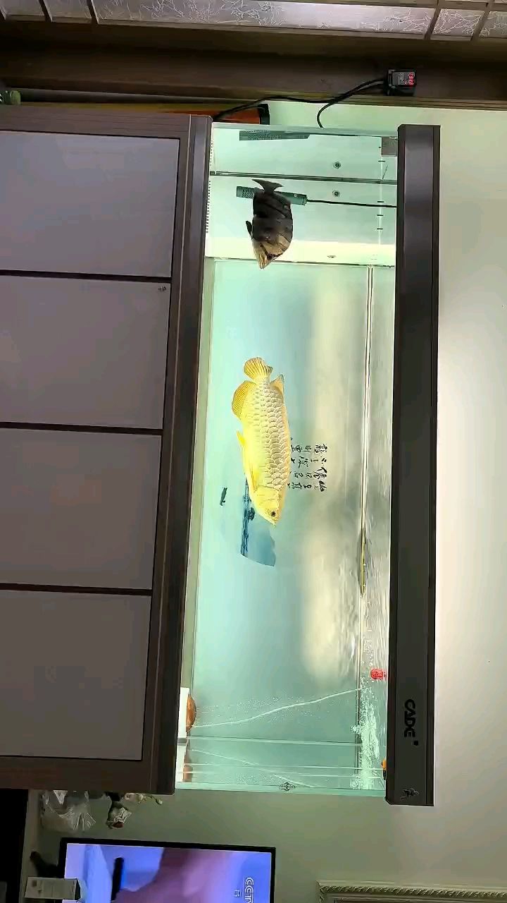陪伴家人廿載，寶石見證