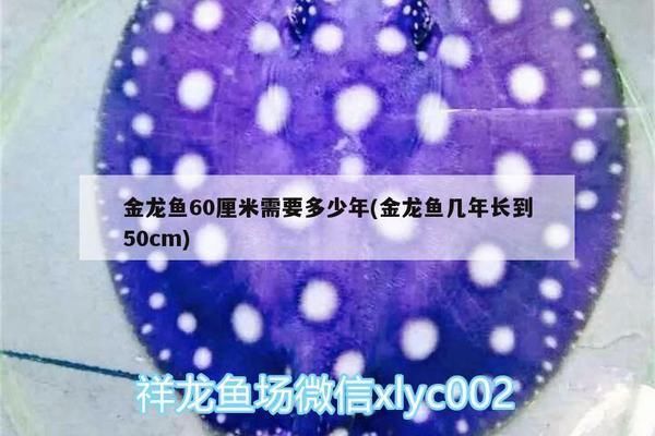 龍魚一月拒食咋辦？