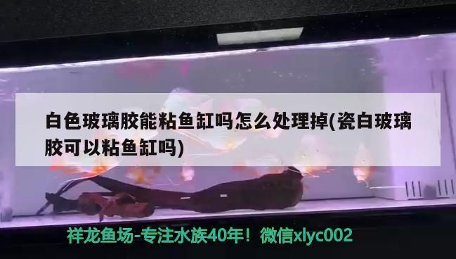 玻璃膠能否粘魚缸及瓷白玻璃膠粘魚缸相關(guān)問題解析