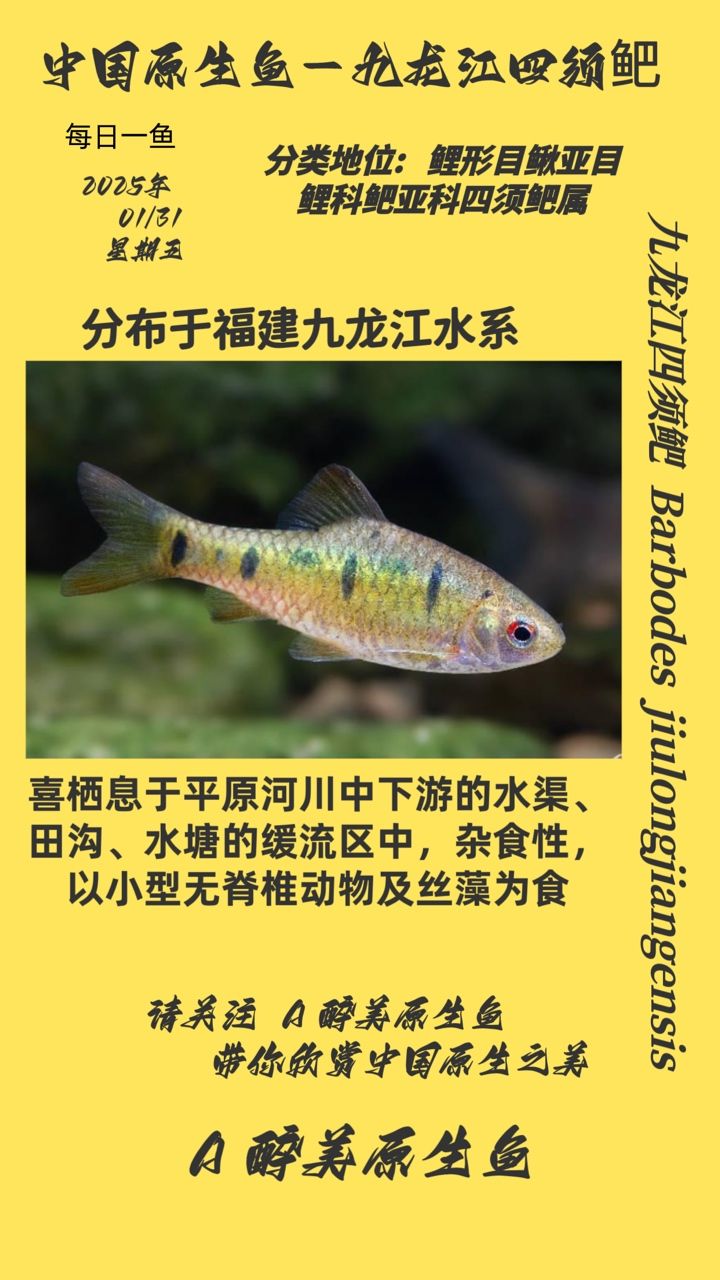 江四須鲃，瀕危物種的生存