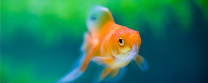 魚繁殖后代的方式及繁殖周期詳解，多久繁殖