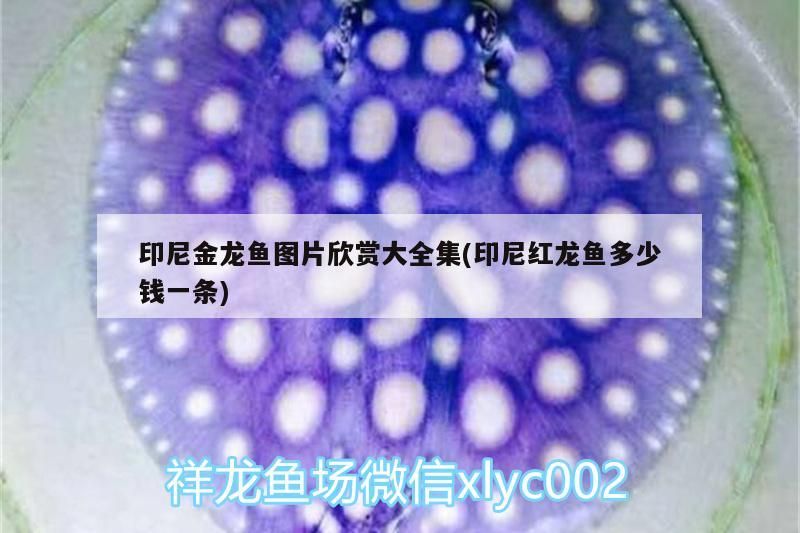 金龍魚圖片大賞，含紅龍魚價格揭秘(印尼紅龍魚多少錢一條