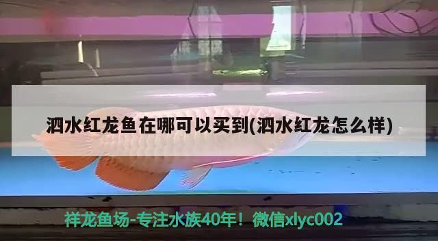 水紅龍魚購買渠道及品質特點全解析（附泗水紅龍魚詳細介紹）