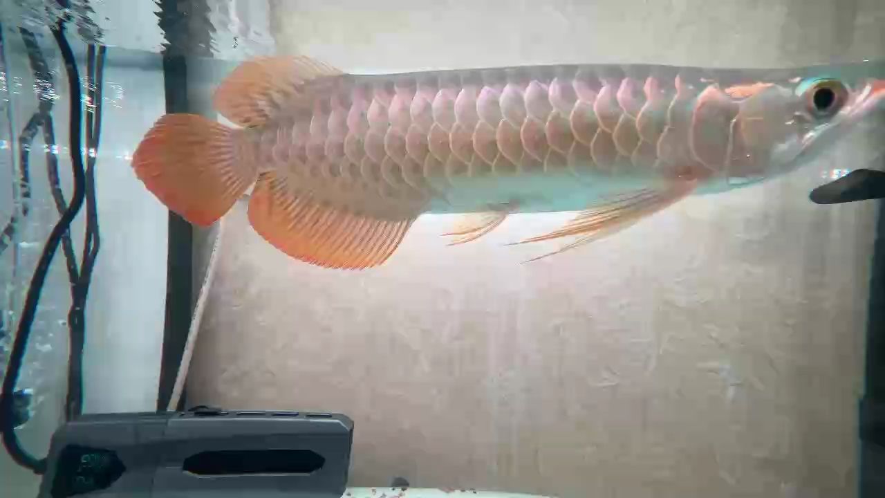到家9個月，點滴時光的溫馨記錄