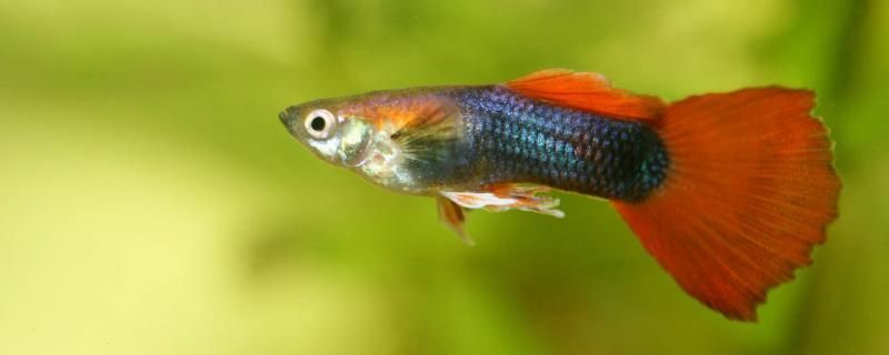 無加熱棒孔雀魚過冬攻略，保暖、喂食等關鍵