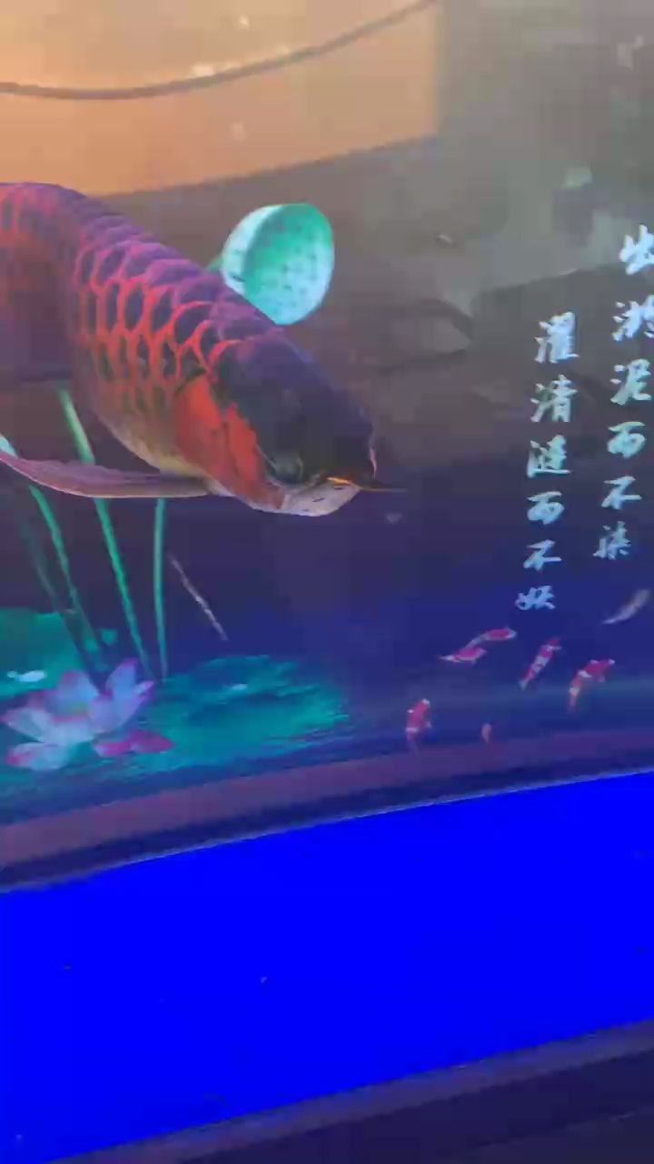 龍納福，探秘龍年傳統習俗與文化內涵的
