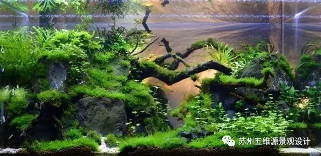 8厘米魚缸造景全攻略，設計