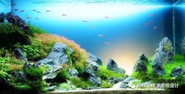 8厘米魚缸造景全攻略，設計