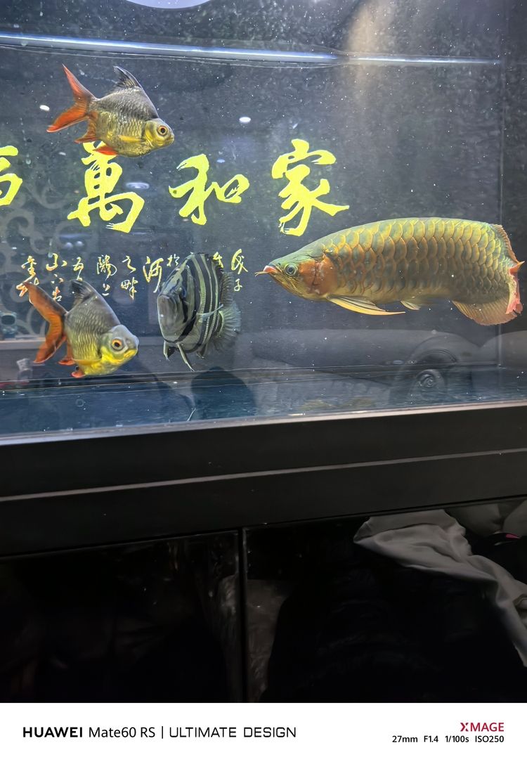 天花板，空間之上的顏值擔當與實用功能奧秘解析