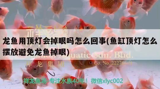湖龍魚藥水，仟湖紅龍魚專屬養護，助力愛