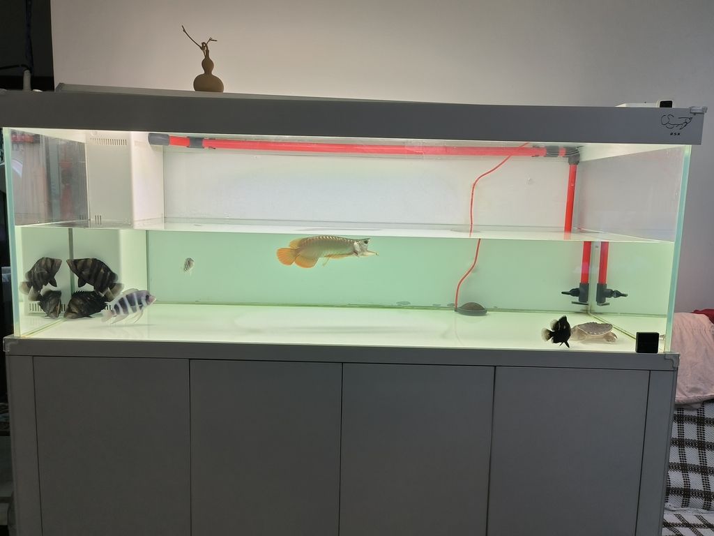 擦缸換換水，魚兒暢游心歡暢，生活