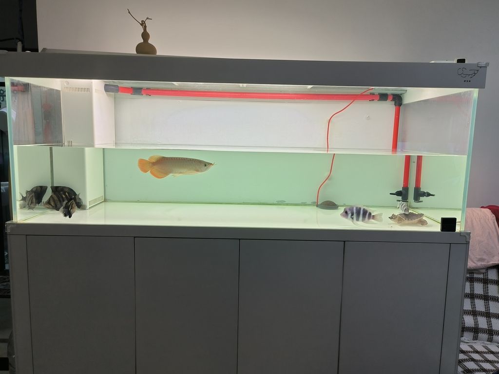 擦缸換換水，魚兒暢游心歡暢，生活