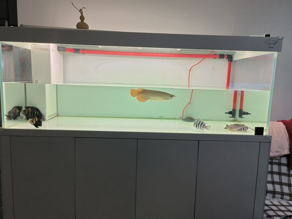 擦缸換換水，魚兒暢游心歡暢，生活