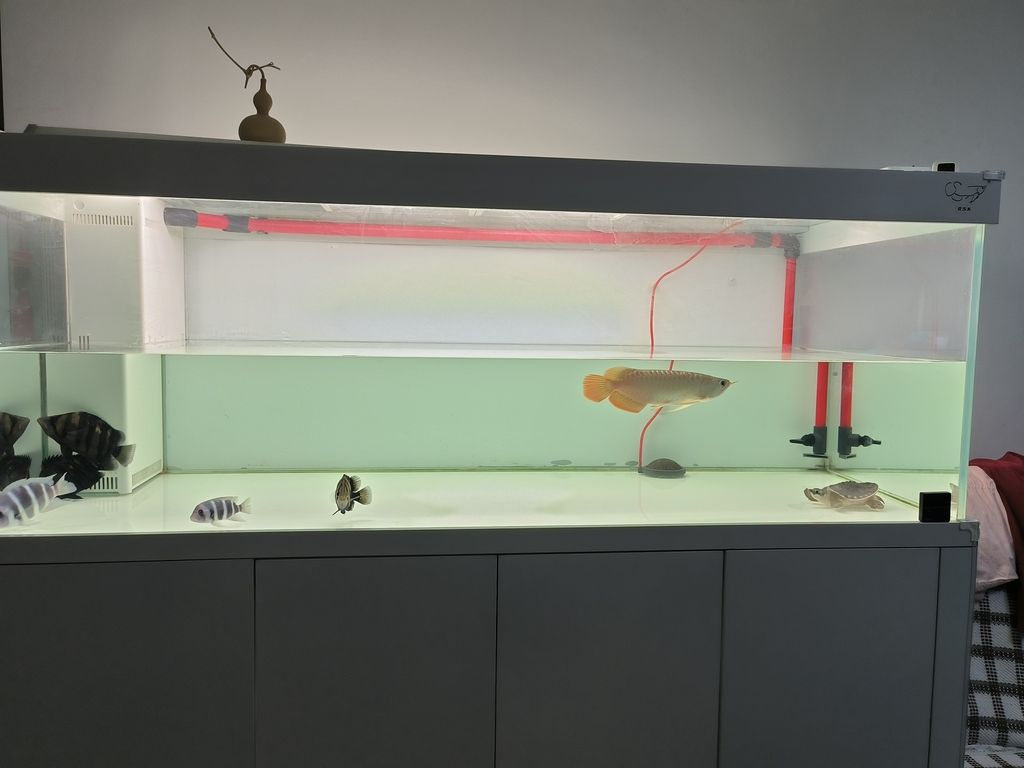 擦缸換換水，魚兒暢游心歡暢，生活