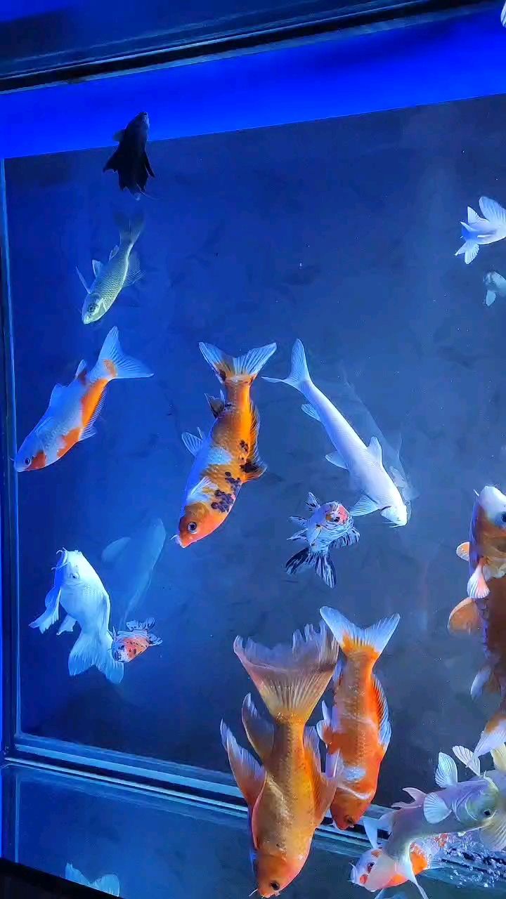 祝魚友2025年年有魚，愿水族世界精彩紛呈好運常伴 祝魚友2025年年有魚，愿水族世界精彩紛呈好運常伴 龍魚論壇