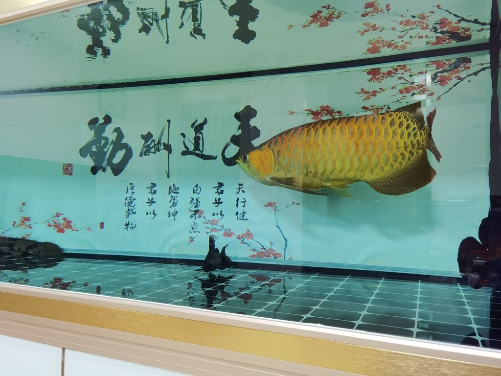 龍魚單側翻腮手術后多久能恢復，魚單側翻腮手術后的恢復時間因個體差異和手術復雜程度而異