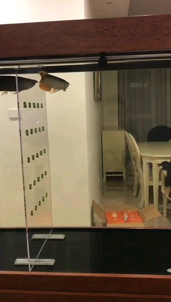 六年時光，從青澀懵懂到成熟穩重的華麗蛻變 六年時光，從青澀懵懂到成熟穩重的華麗蛻變 龍魚論壇