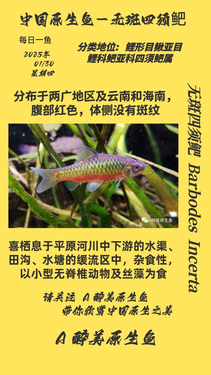 龍魚干蝦有營養嗎 秘珍稀魚類,無斑四須鲃的生態習性與保護 龍魚論壇 秘珍稀魚類,無斑四須鲃的生態習性與保護 秘珍稀魚類,無斑四須鲃的生態習性與保護 龍魚論壇