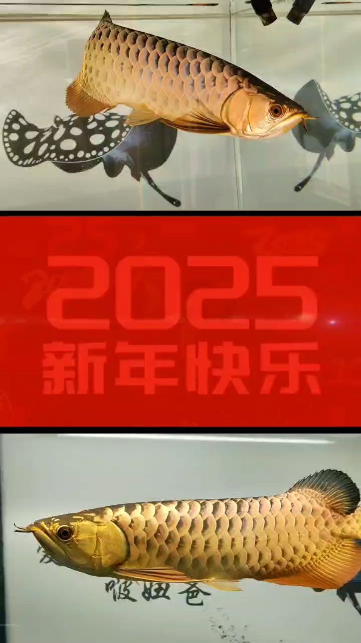 祥龍賀歲，新歲啟封，共赴新年之約，同