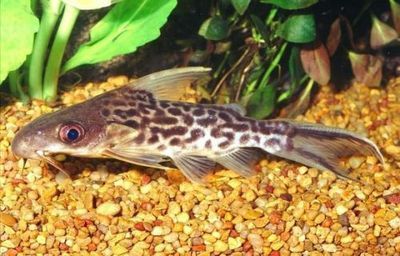 反游貓魚，非洲水域神秘魚類的獨特魅力與生存奧秘