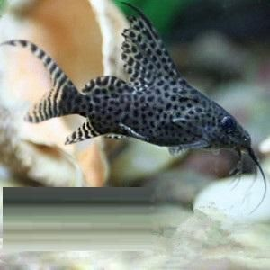 反游貓魚，非洲水域神秘魚類的獨特魅力與生存奧秘