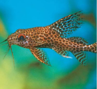 反游貓魚，非洲水域神秘魚類的獨特魅力與生存奧秘 反游貓魚，非洲水域神秘魚類的獨特魅力與生存奧秘 速倍妥魚糧魚藥 第4張