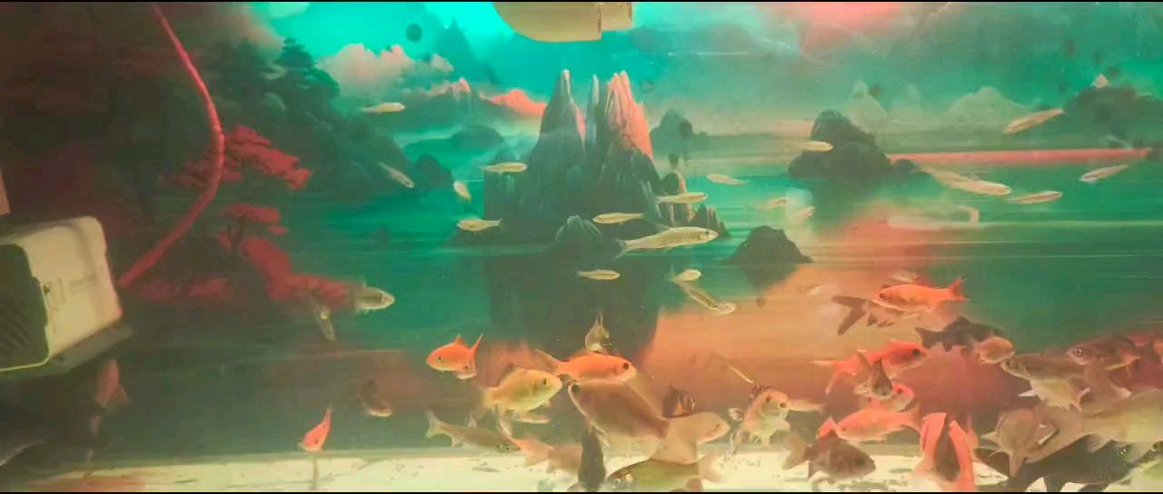 年有余魚，歲歲平安福，新春佳節的美好祝福與