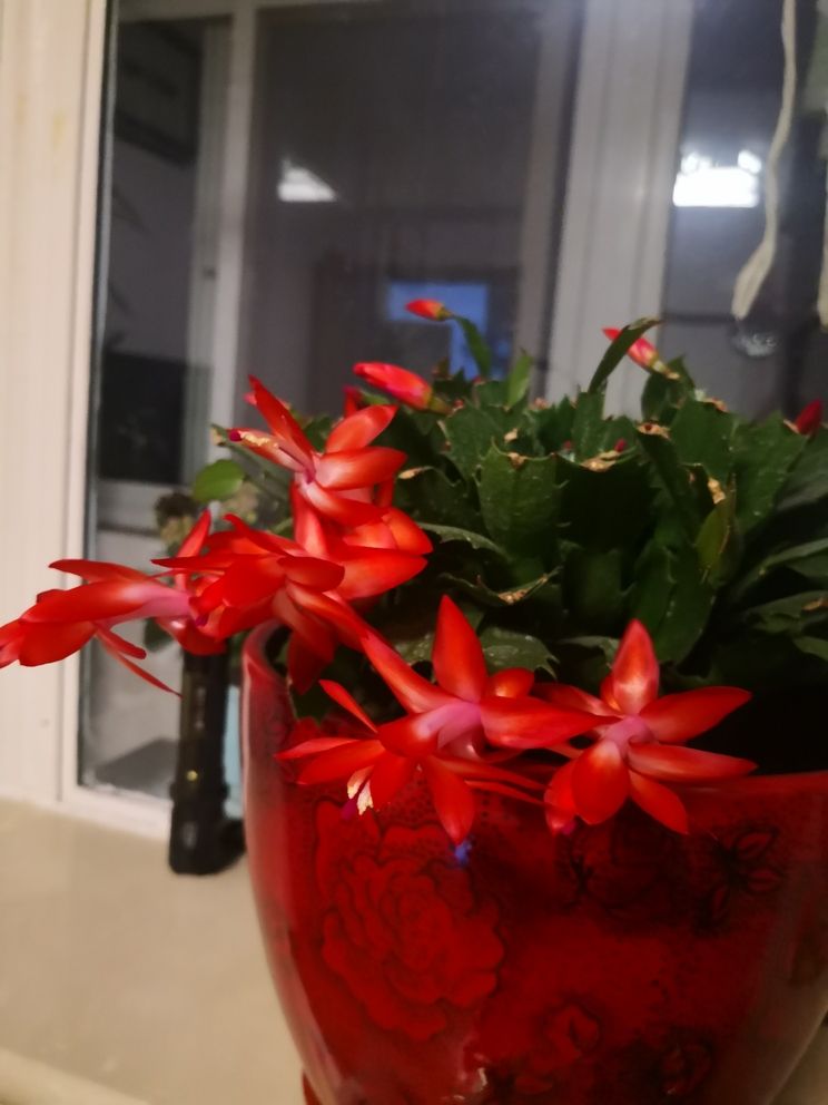 友們新年快樂(lè)！共賞水族盛景，同賀新春佳節(jié)，暢聊養(yǎng)魚(yú)