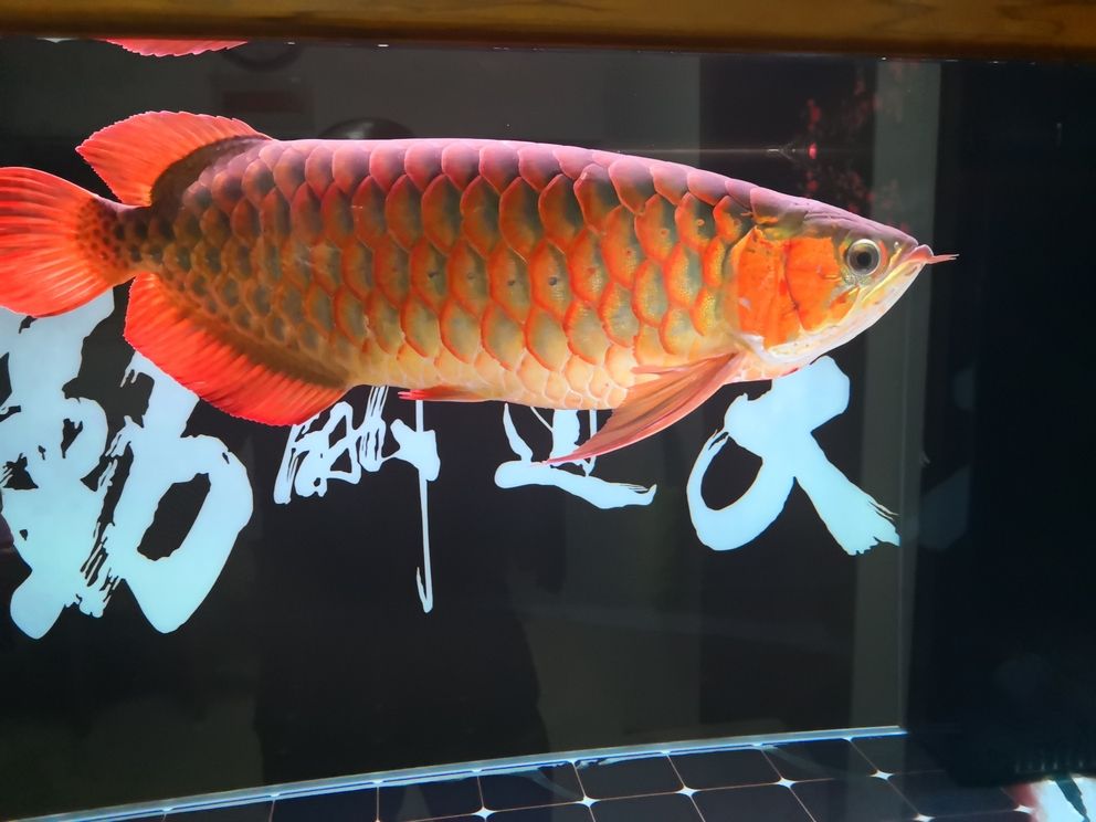 友們新年快樂(lè)！共賞水族盛景，同賀新春佳節(jié)，暢聊養(yǎng)魚(yú)