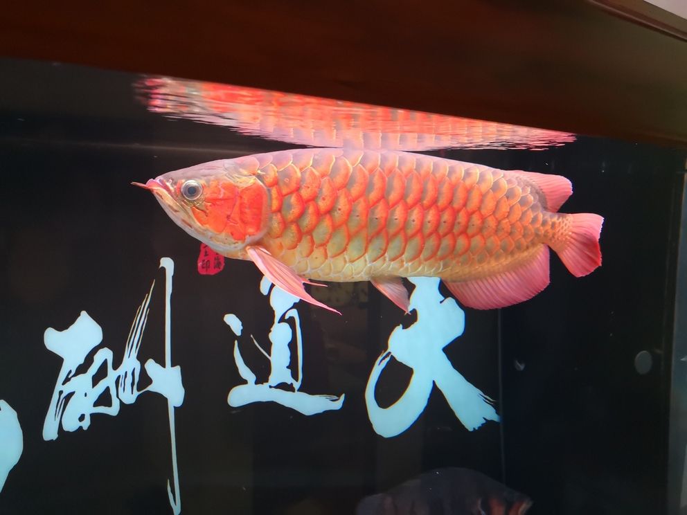 友們新年快樂！共賞水族盛景，同賀新春佳節，暢聊養魚