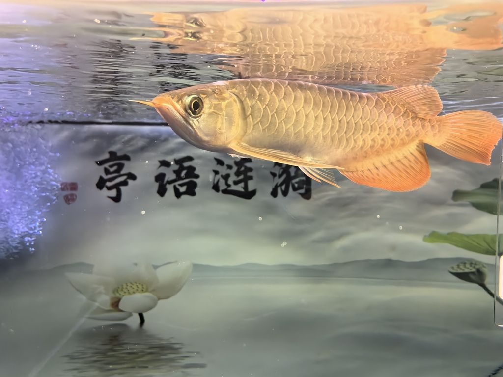 友們新年快樂！共賞水族盛景，同賀新春佳節，暢聊養魚