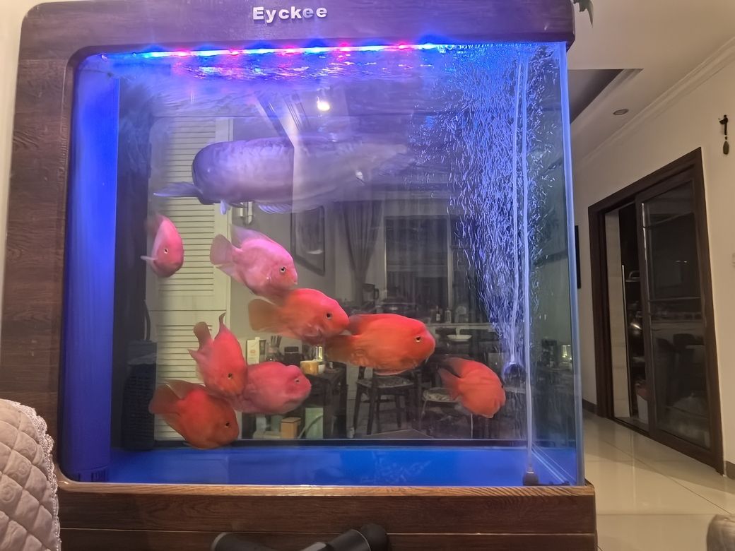 年新春瑞氣盈，福滿人間歲月寧，新歲