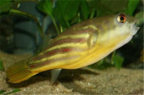 紅龍魚魚苗價格揭秘，視頻圖片全攻略，選購