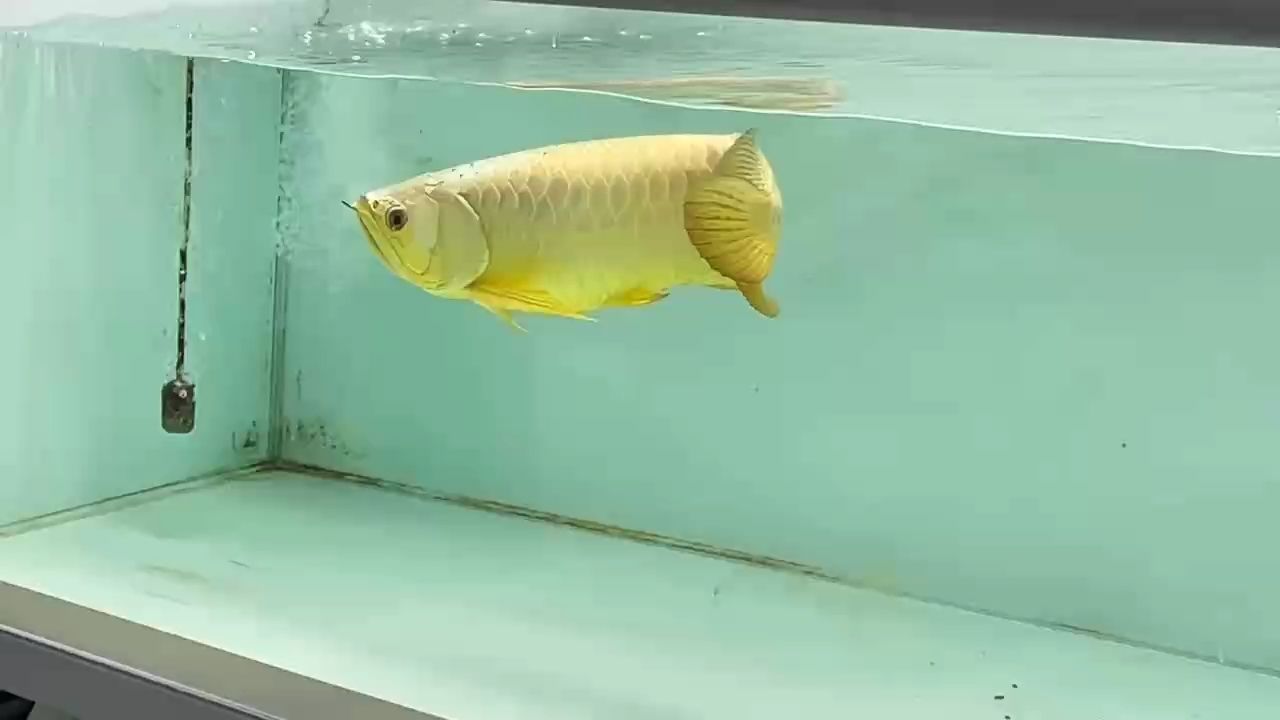 年初一喜氣洋，誠摯拜年送吉祥[抱拳